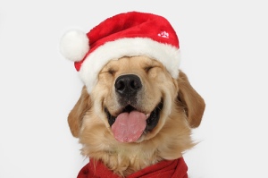 Dog Santa